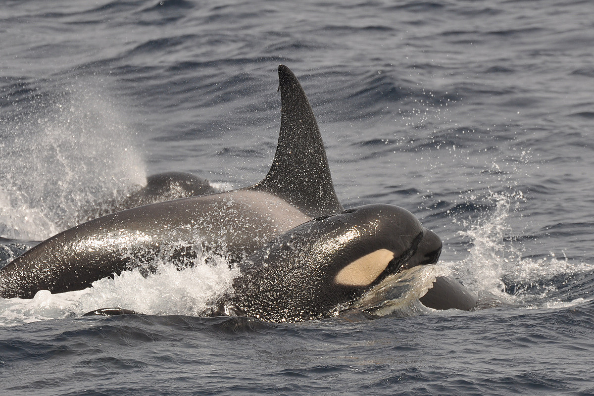 Resultado de imagen de killer whale strait of gibraltar