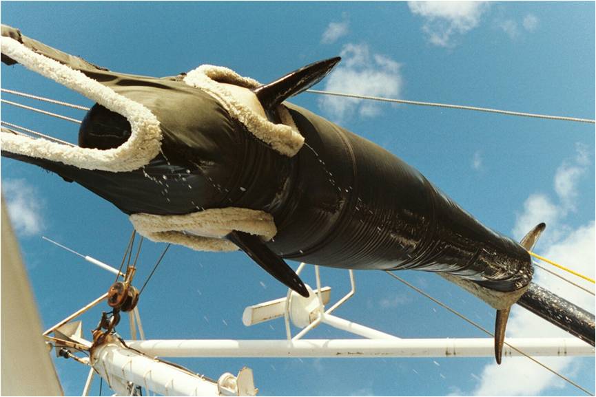 Springer wordt uit het water getild. (© NOAA / Lynne Barre)