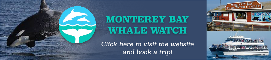 Monterey Bay Whale watch v2
