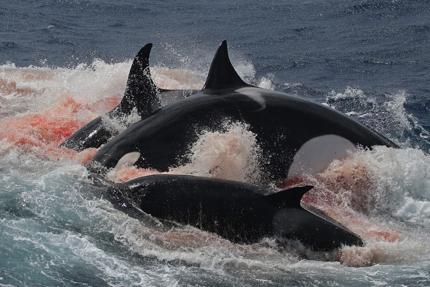 TYPE D ORCAS: mysterious stalkers of the Southern Oceans - ORCAZINE