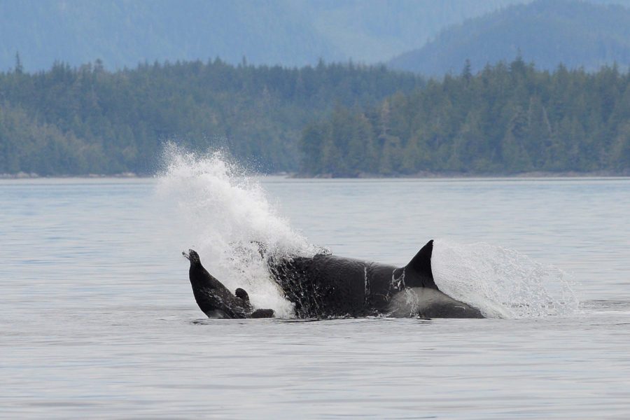 BIGG'S ORCAS: not so ‘transient’ anymore - ORCAZINE